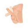 Mezzo busto con pene pelle chiara Mezzo busto con pene pelle chiara