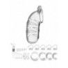 Gabbia Pene 14 cm mod 05 trasparente Gabbia Pene 14 cm mod 05 trasparente