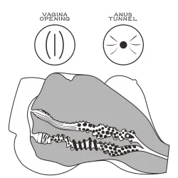 Masturbatore uomo mini busto femminile curvy