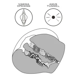 Masturbatore realistico vagina ano con slip